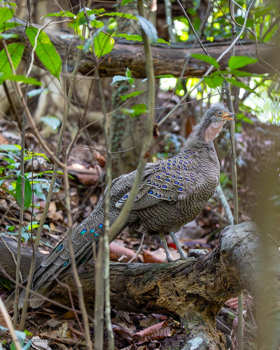 Gray Peacock-Pheasant - ML637319633