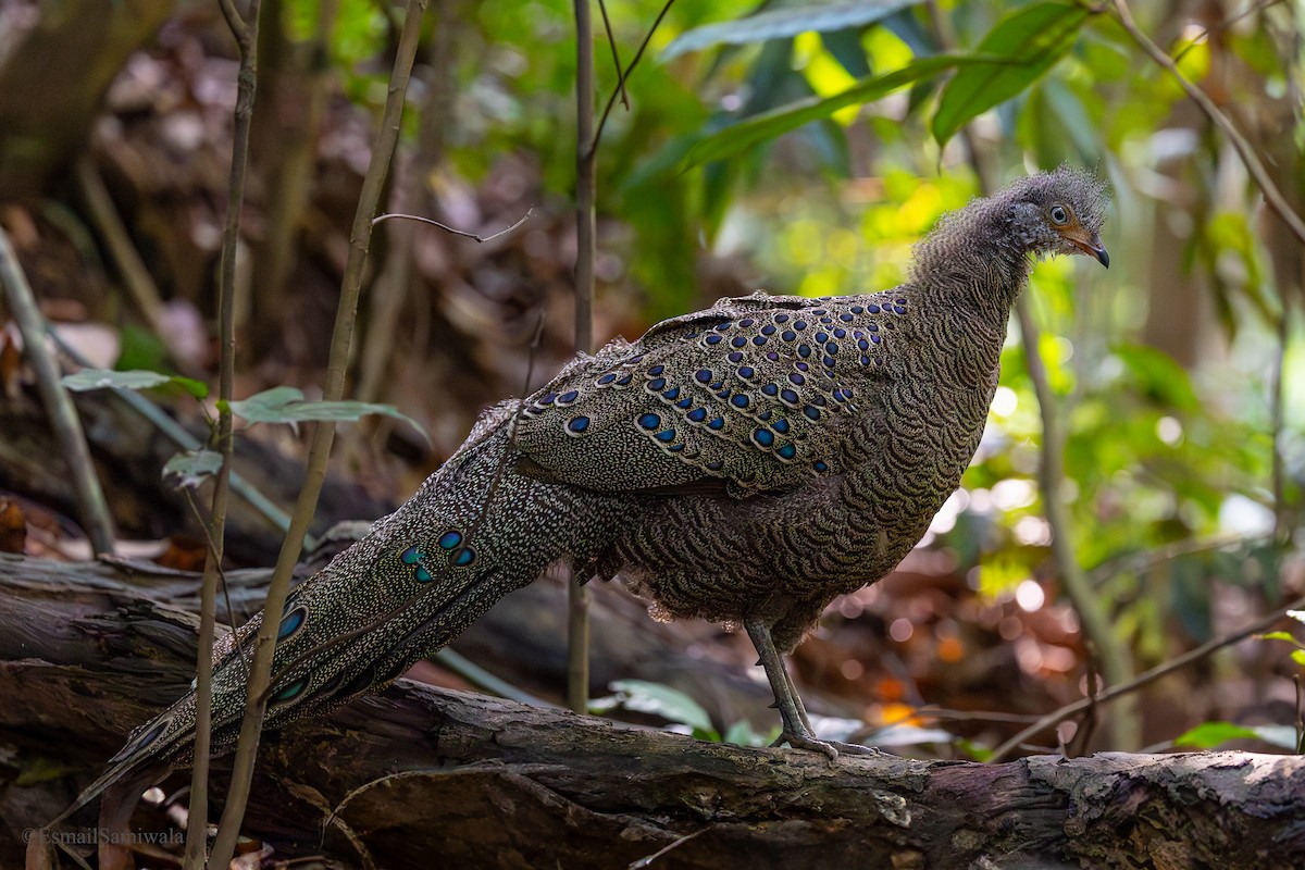 Gray Peacock-Pheasant - ML637319635