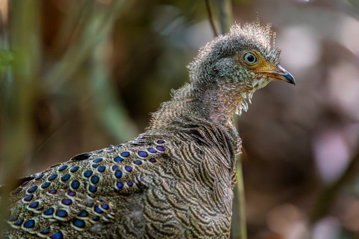 Gray Peacock-Pheasant - ML637319636