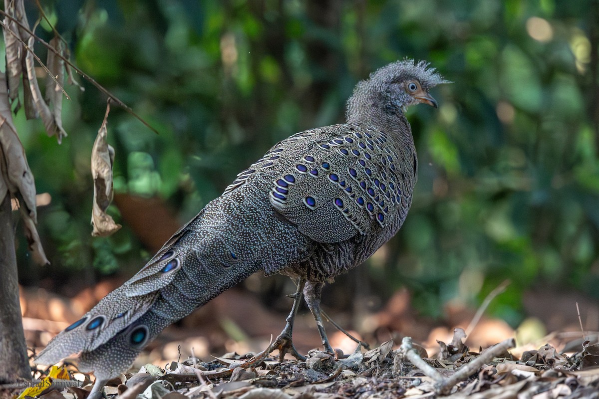 Gray Peacock-Pheasant - ML637319637