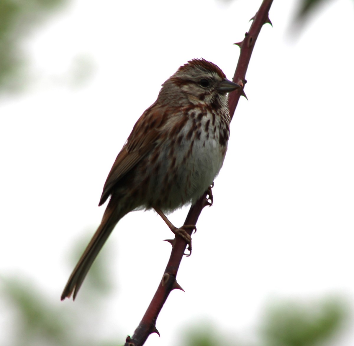 Song Sparrow - ML637319641