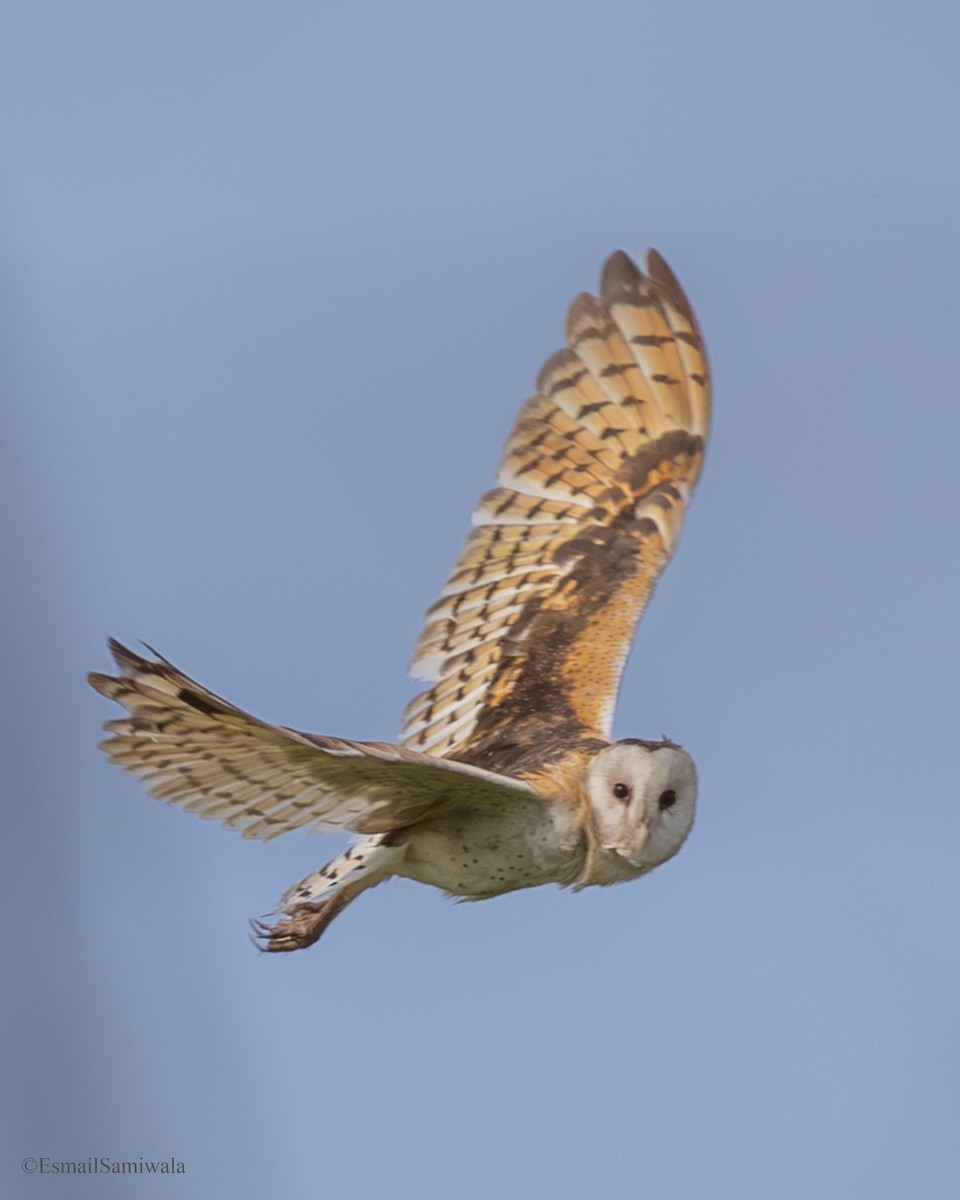 Australasian Grass-Owl - ML637319727