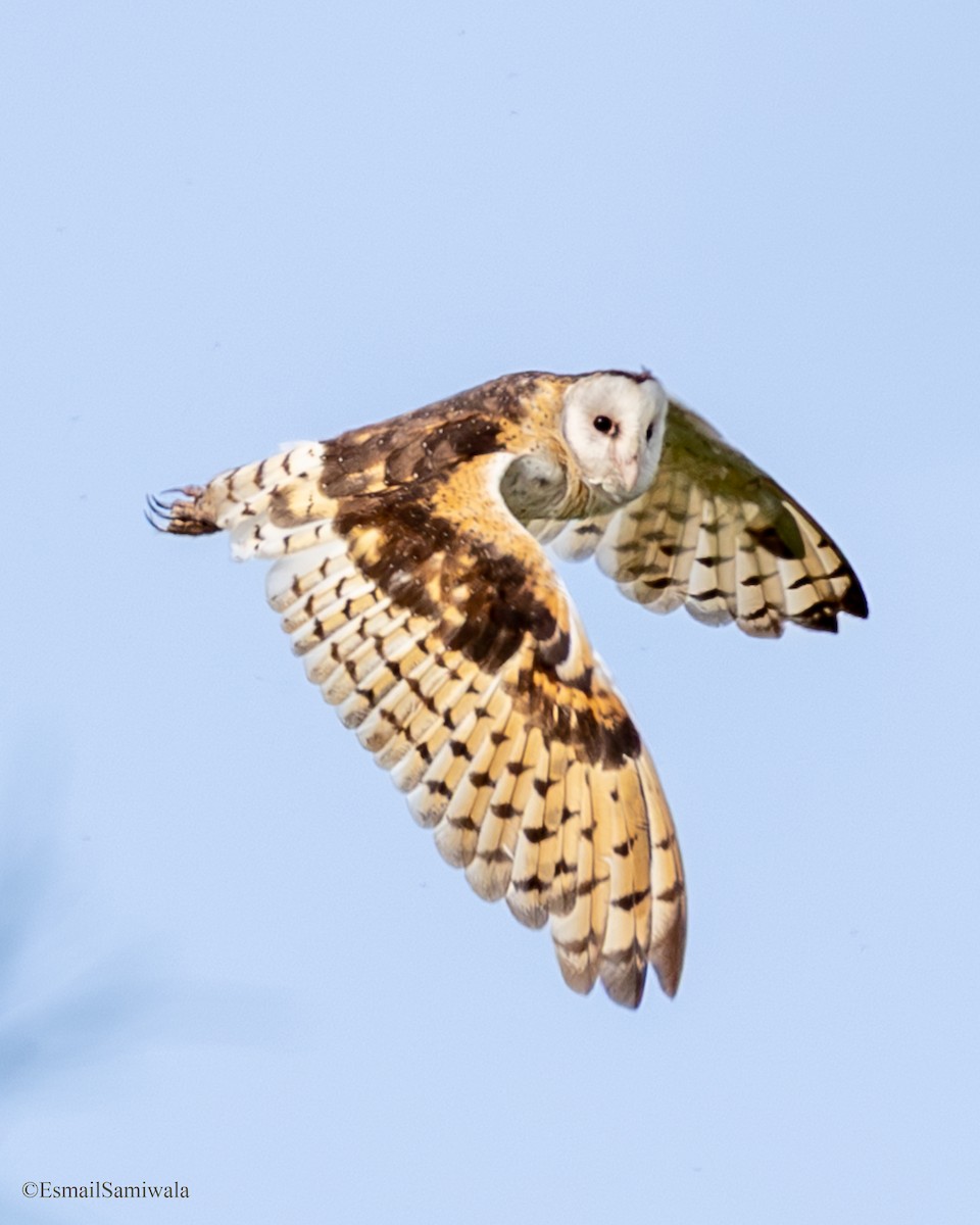 Australasian Grass-Owl - ML637319728