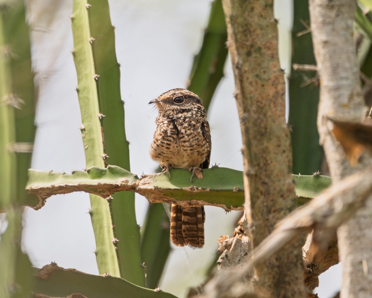 White-tailed Nightjar - ML637319730
