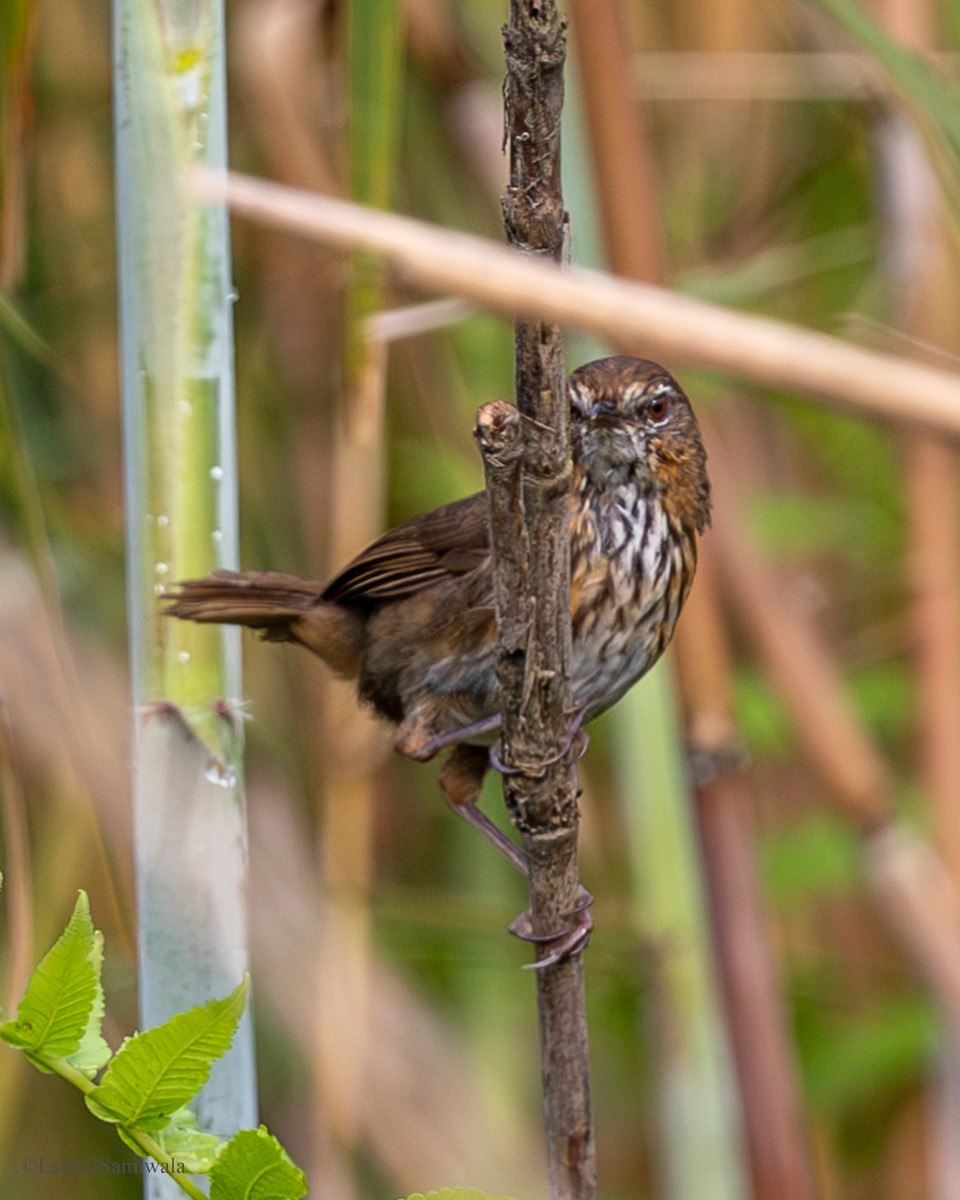 Marsh Babbler - ML637319757