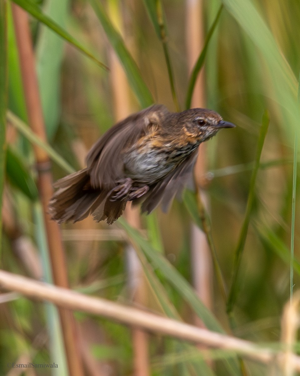 Marsh Babbler - ML637319758