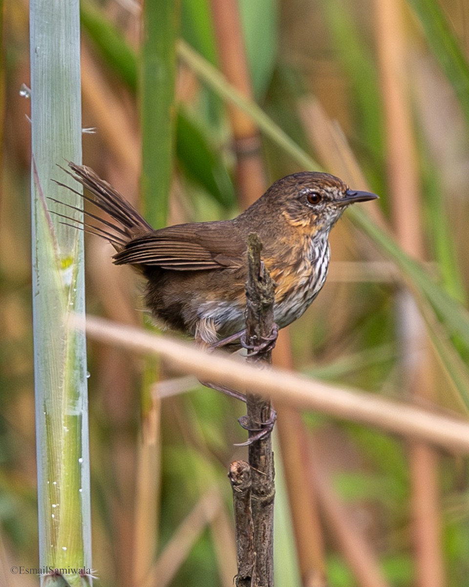Marsh Babbler - ML637319759