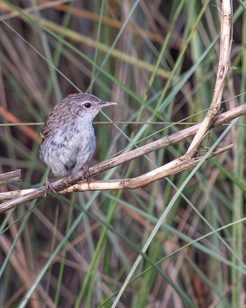 Swamp Grass Babbler - ML637319765
