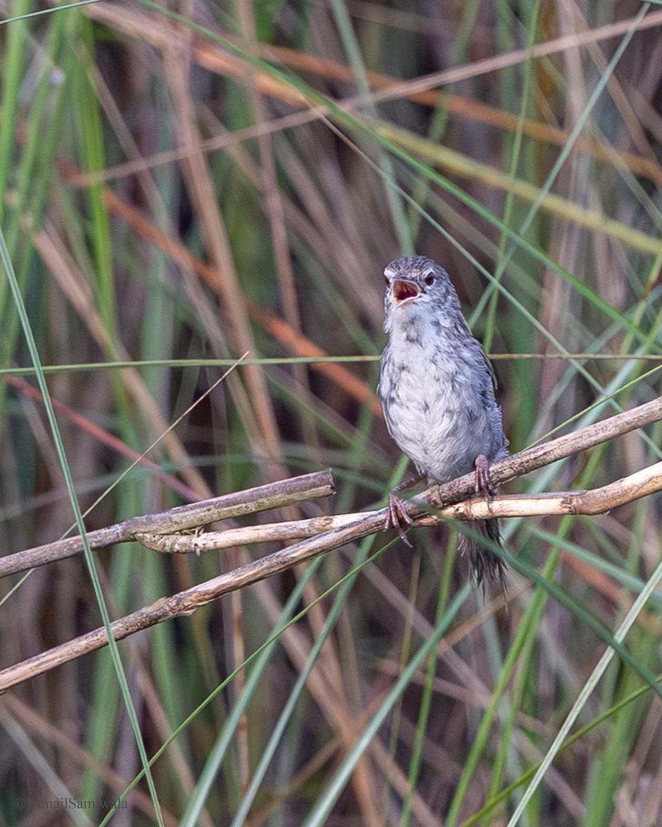Swamp Grass Babbler - ML637319767