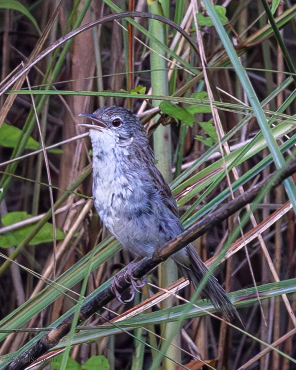 Swamp Grass Babbler - ML637319768