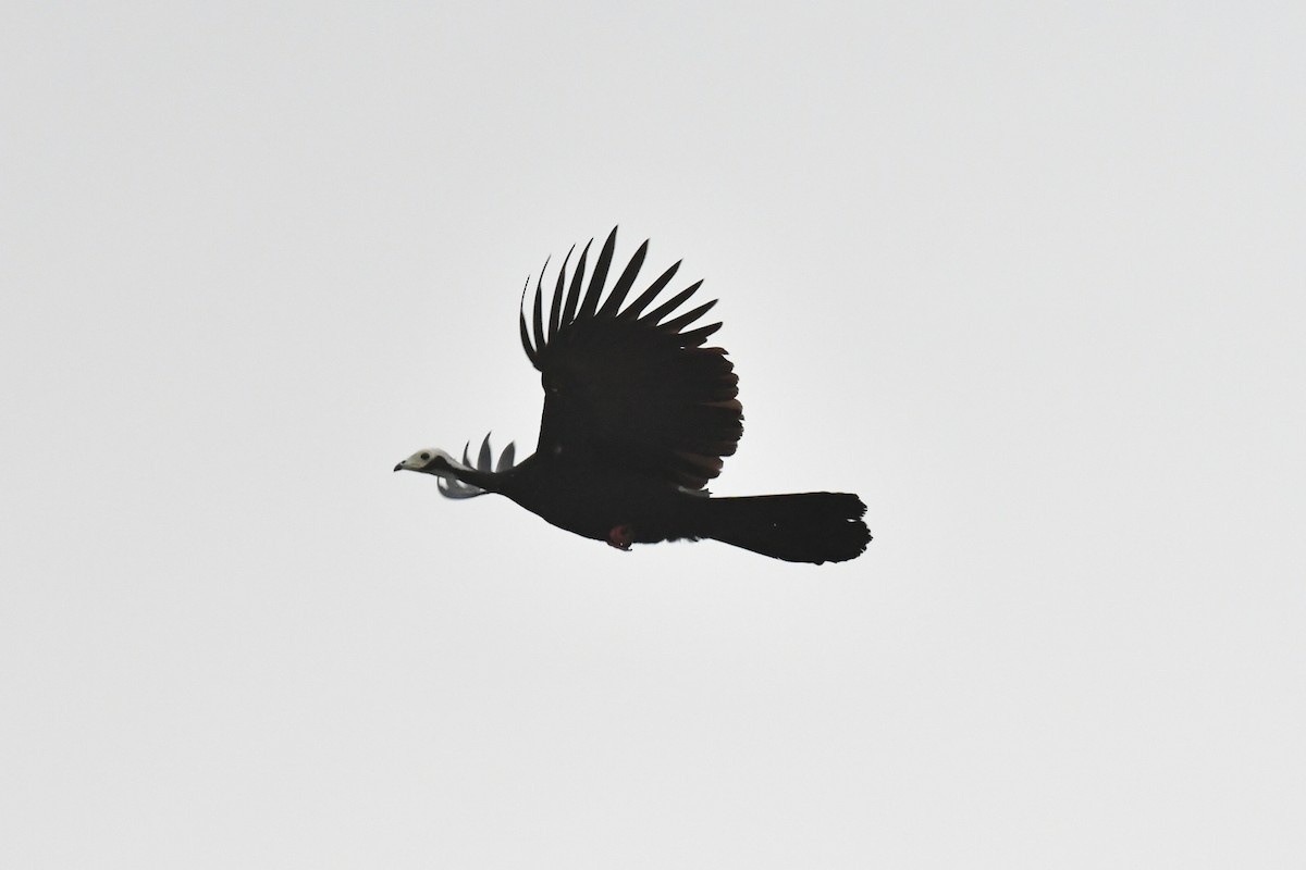 White-throated Piping-Guan - ML637319824