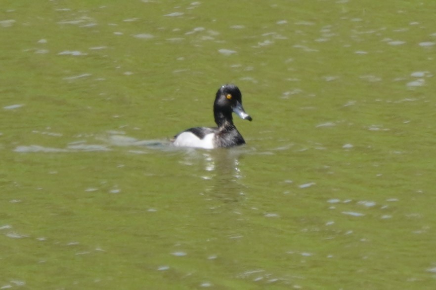Ring-necked Duck - ML637319832