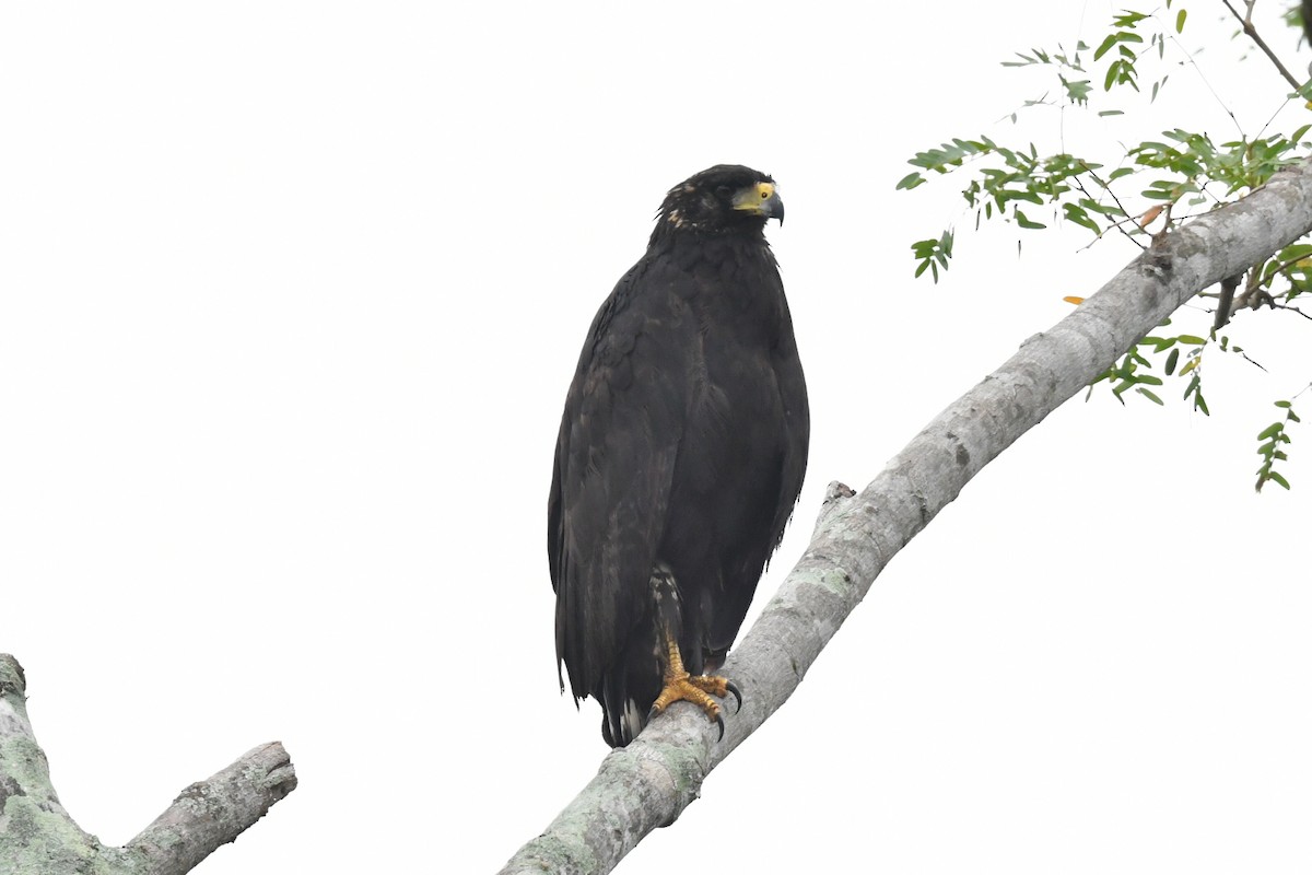 Great Black Hawk - ML637319897