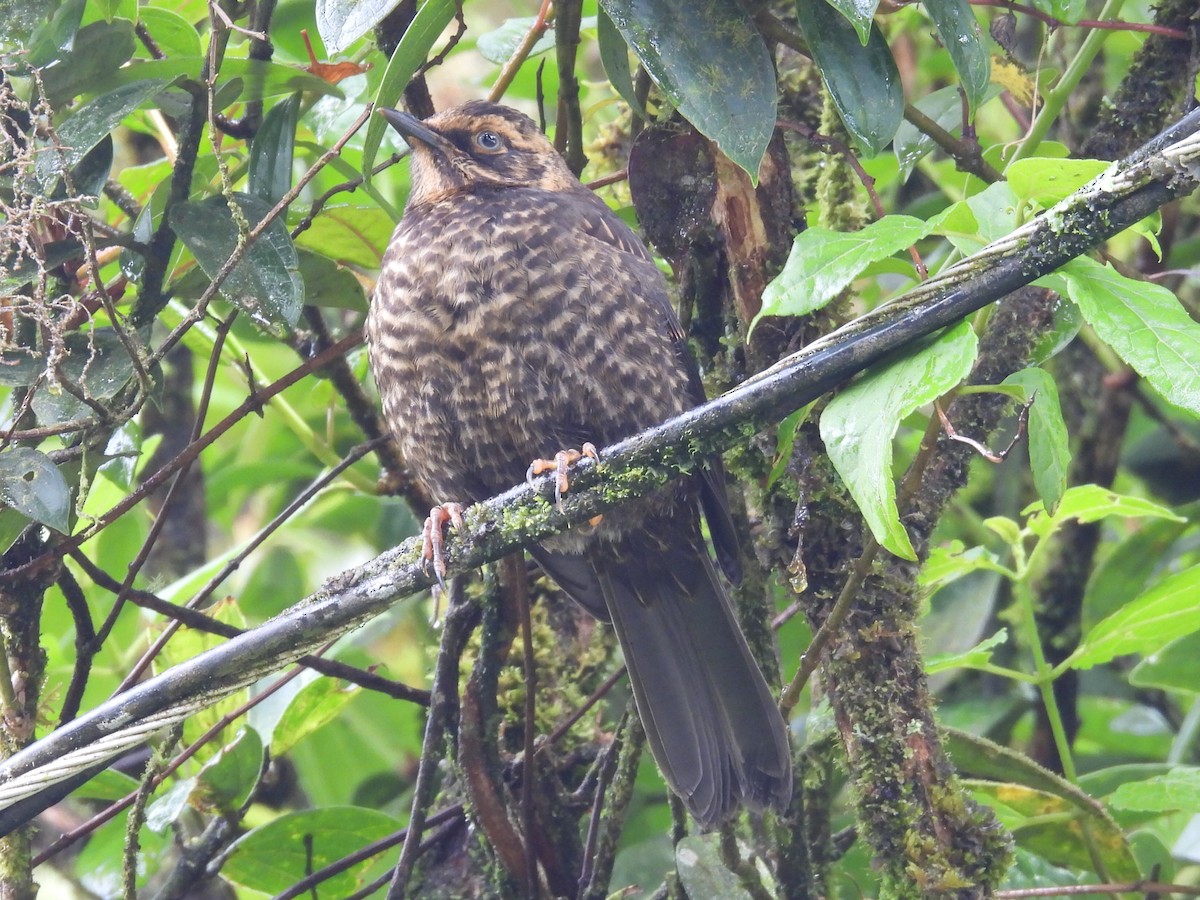 Sooty Thrush - ML637319907