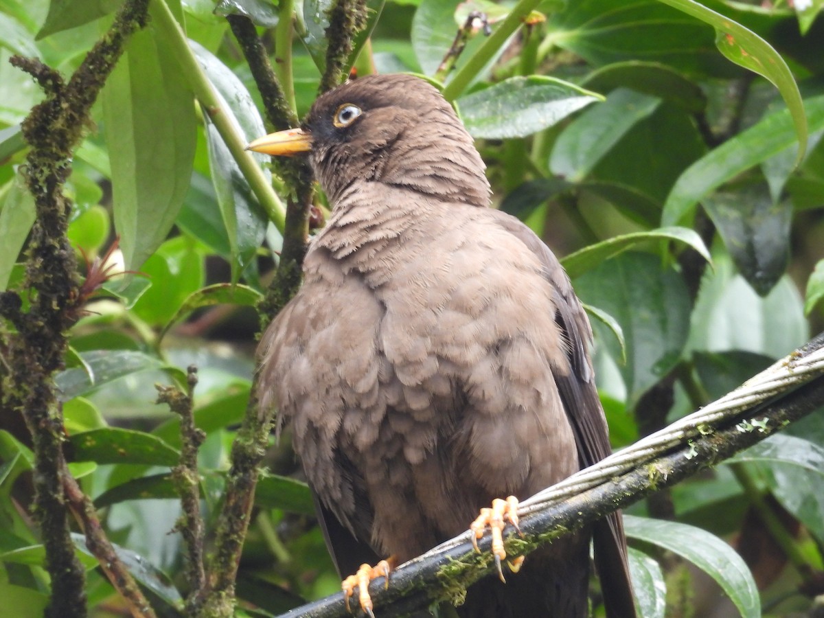 Sooty Thrush - ML637319908
