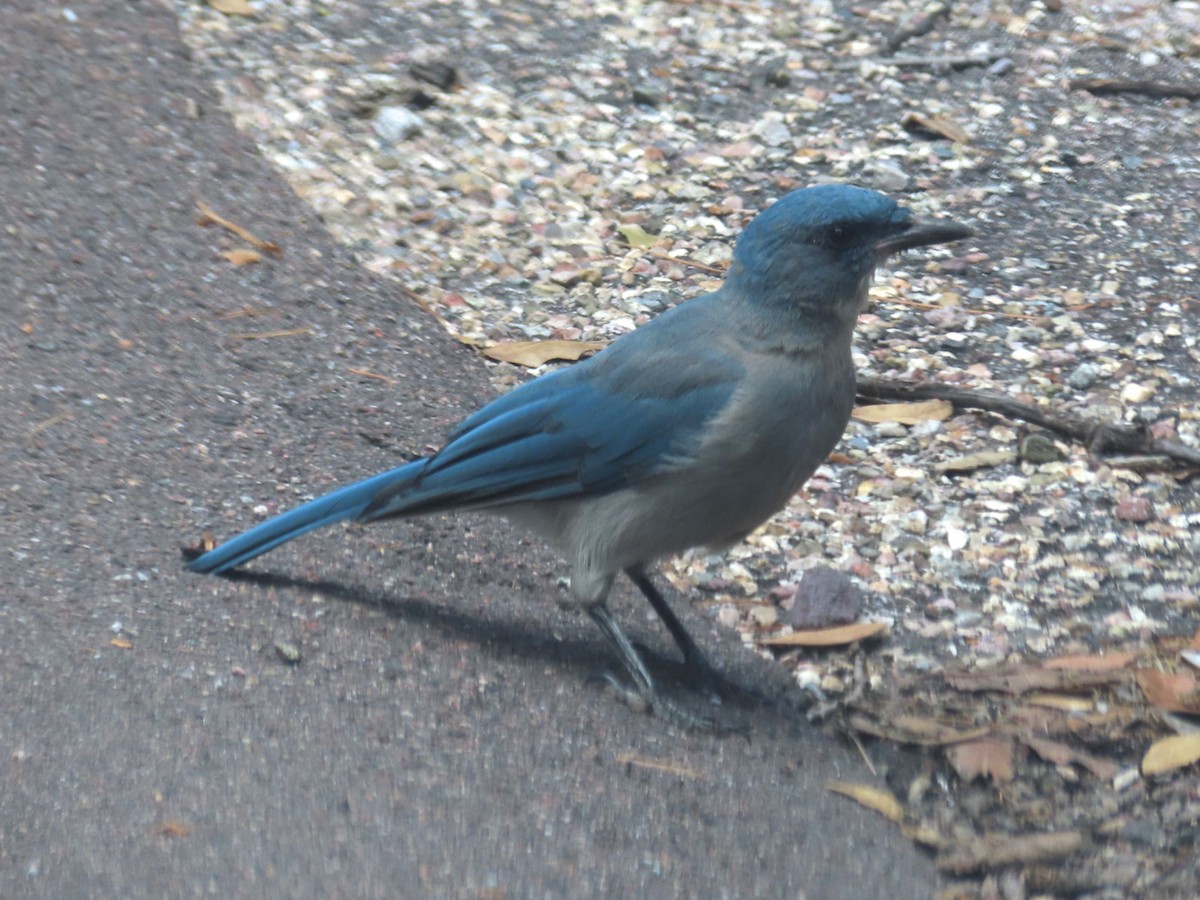 Mexican Jay - ML637319917