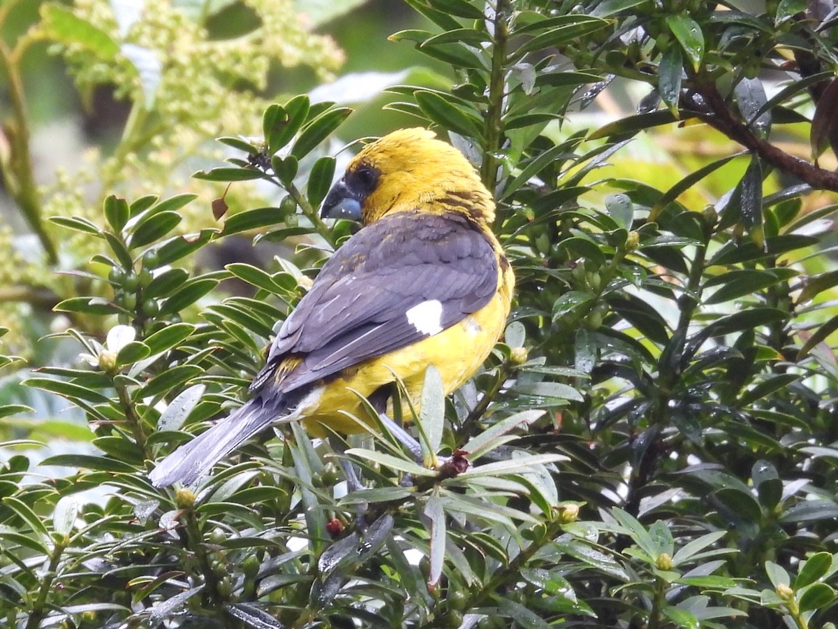 Black-thighed Grosbeak - ML637319918