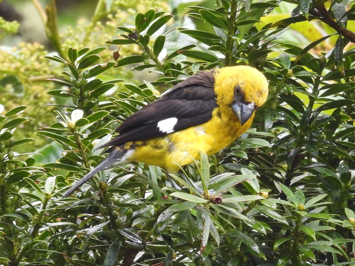 Black-thighed Grosbeak - ML637319919