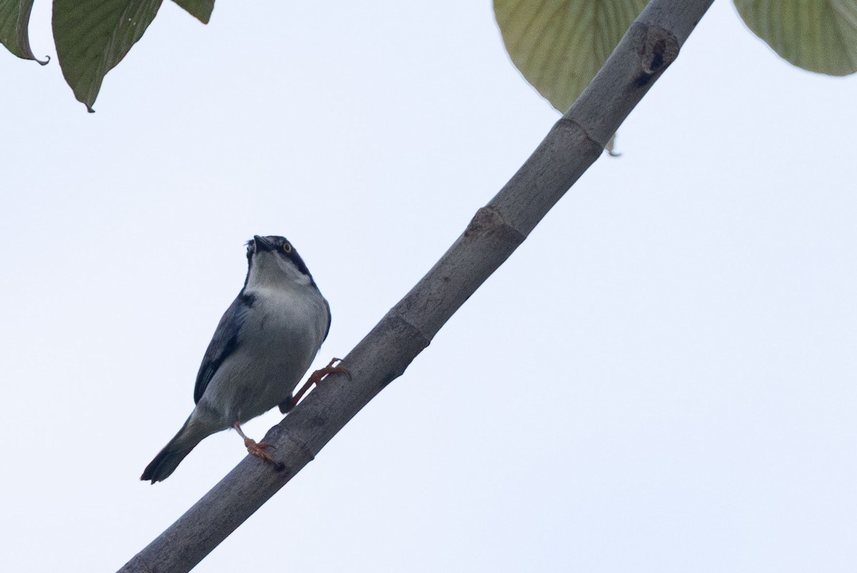 Hooded Tanager - ML637319941