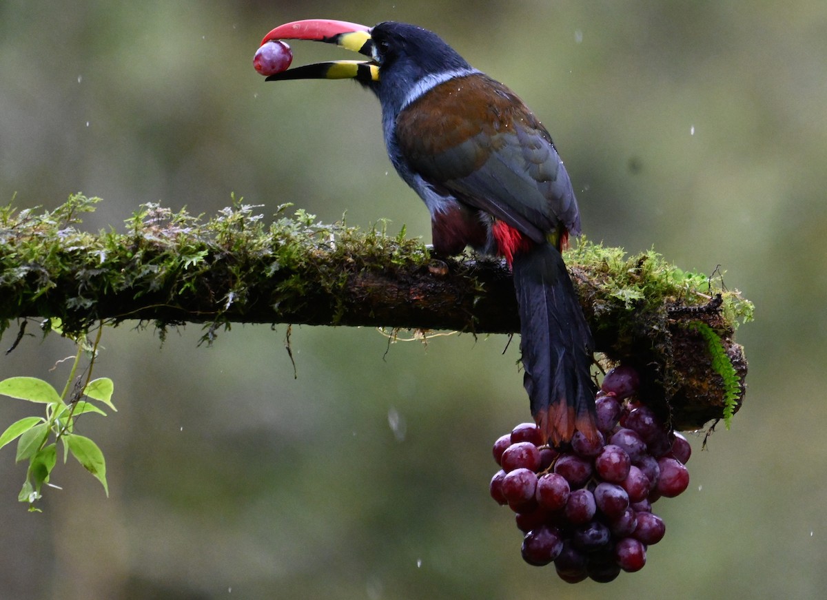 Gray-breasted Mountain-Toucan - ML637319975