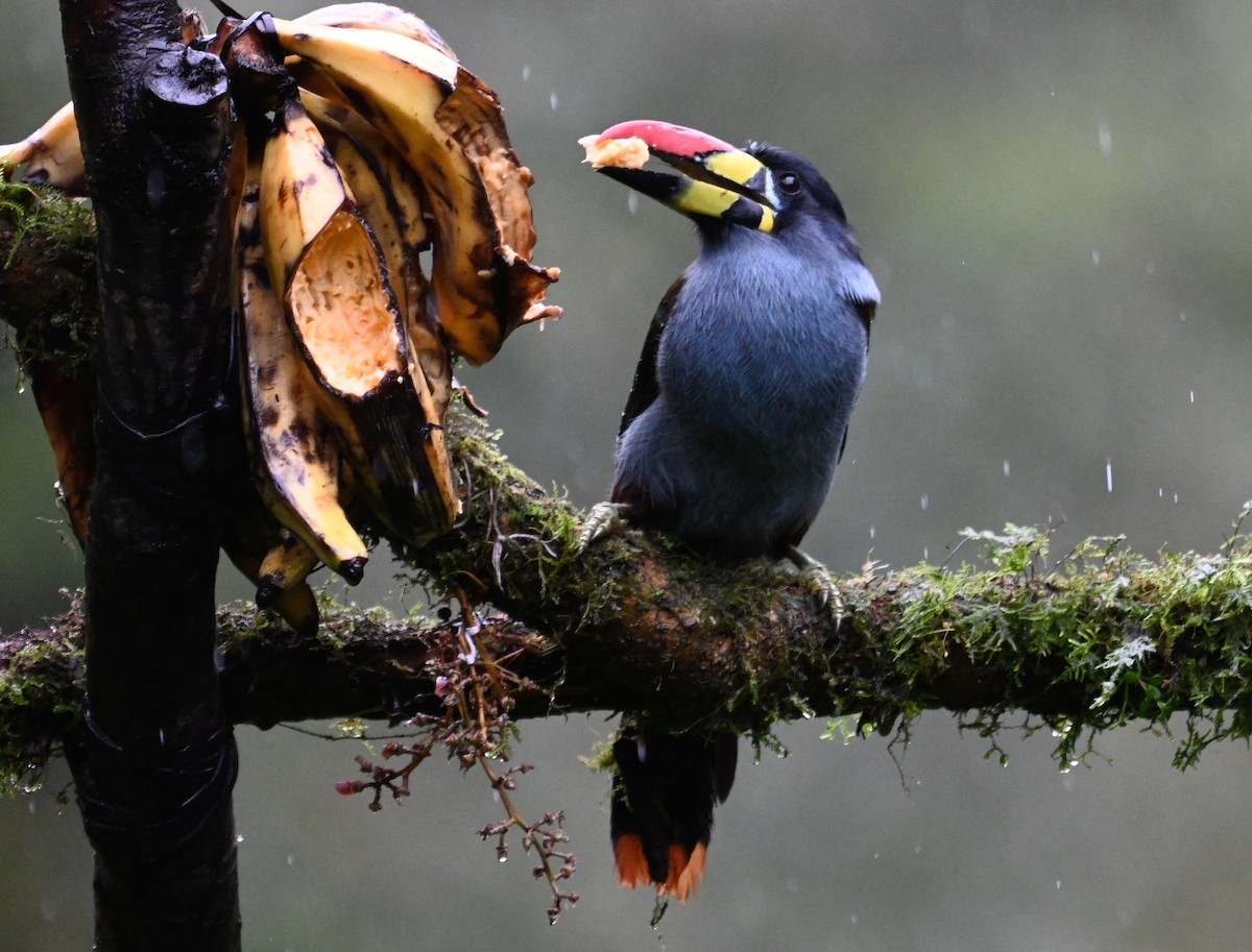 Gray-breasted Mountain-Toucan - ML637319976