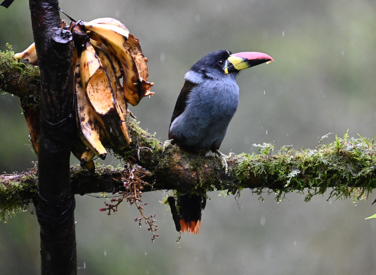 Gray-breasted Mountain-Toucan - ML637319977
