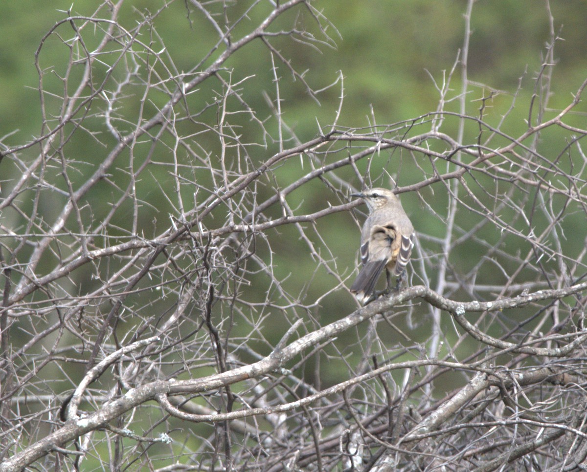 Patagonian Mockingbird - ML637319986