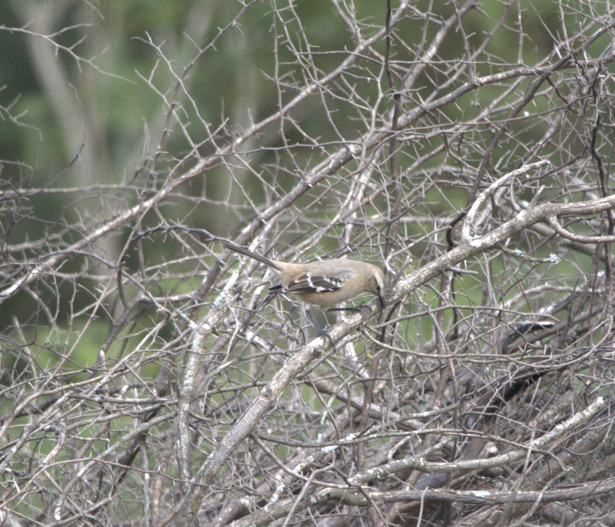 Patagonian Mockingbird - ML637319987