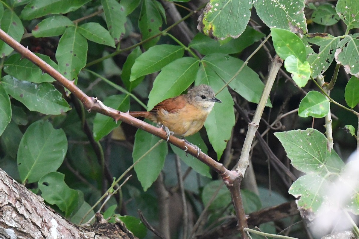White-lored Spinetail - ML637319992