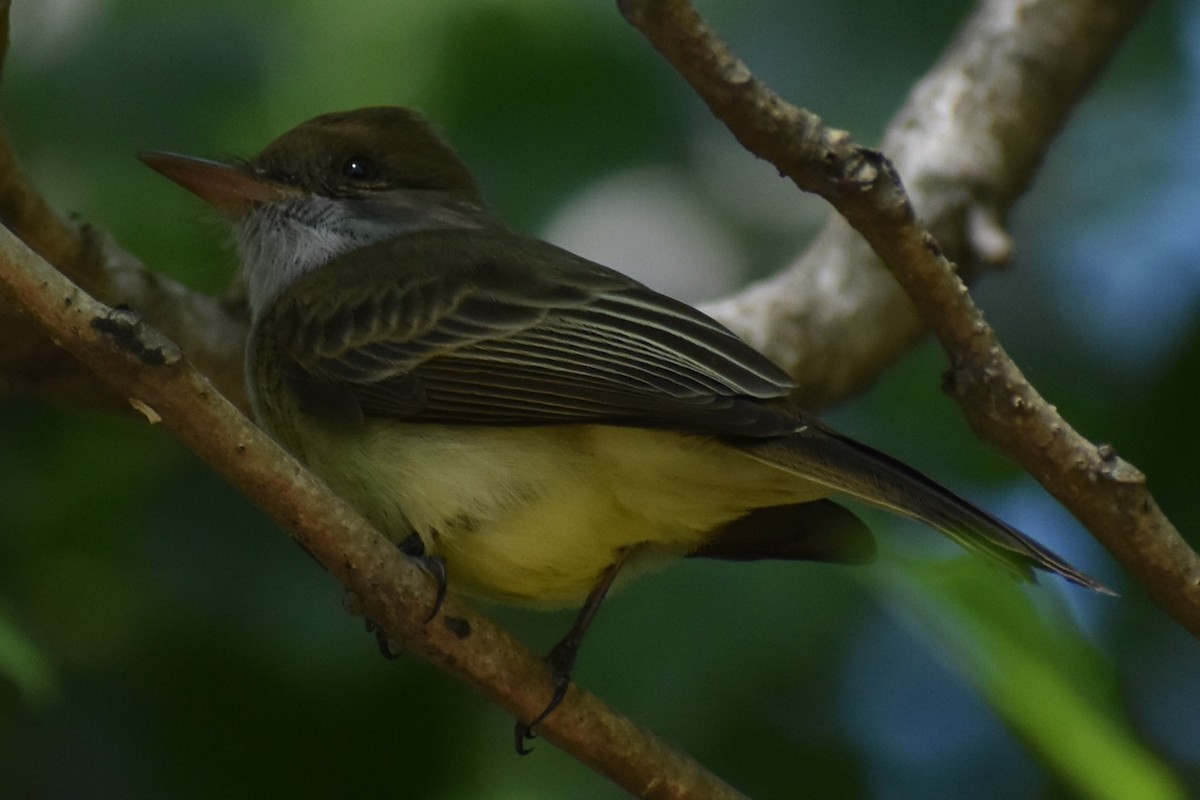Swainson's Flycatcher - ML637320023