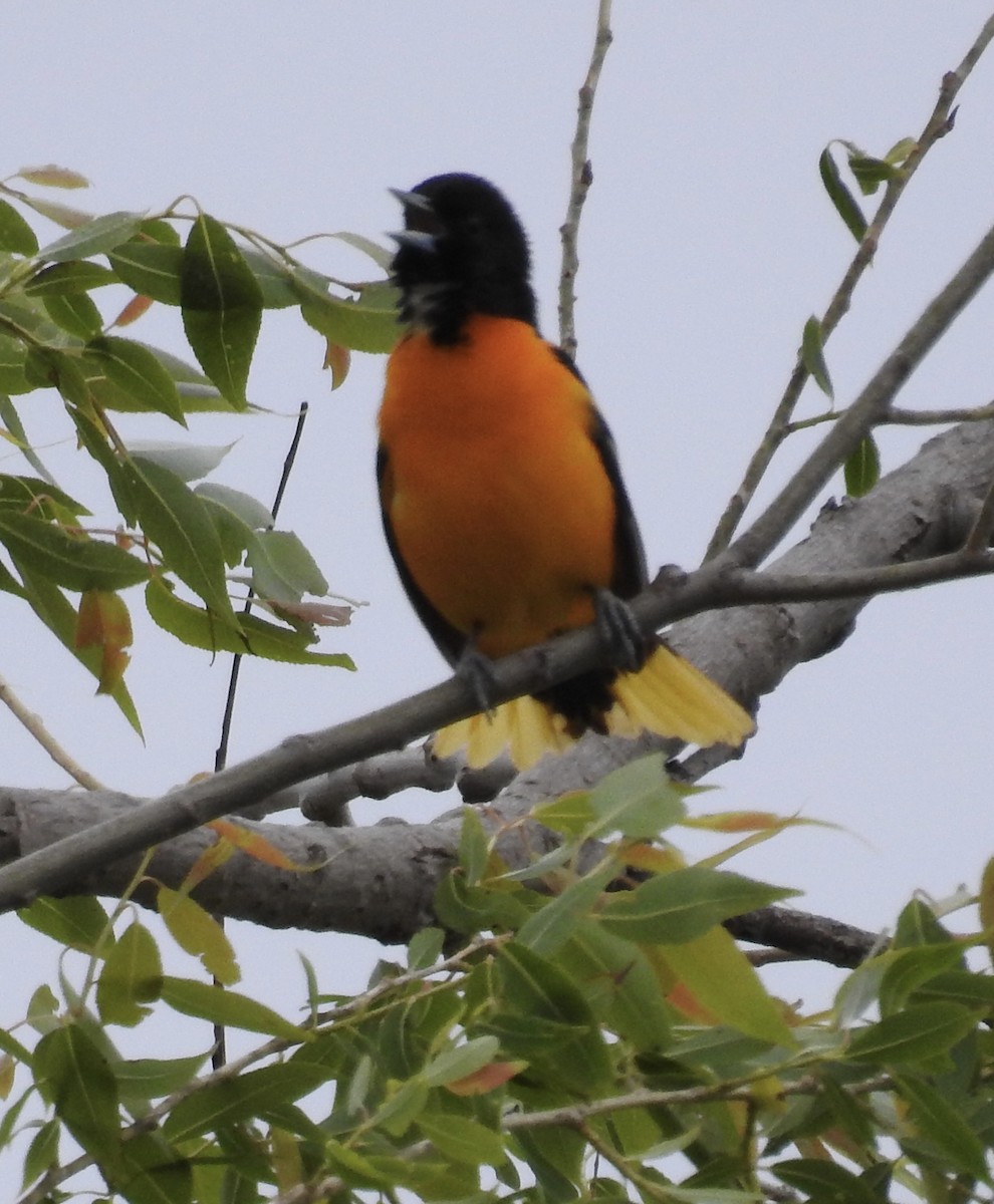 Baltimore Oriole - ML637320024