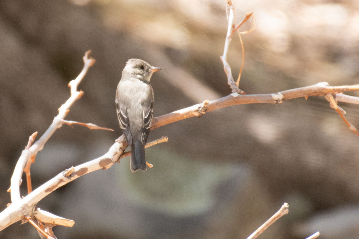 Olive-sided Flycatcher - ML637320025