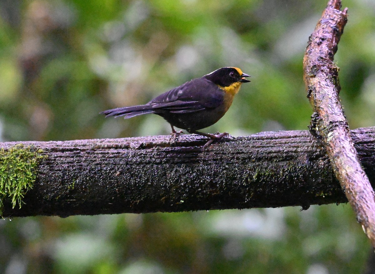 Pale-naped Brushfinch - ML637320062