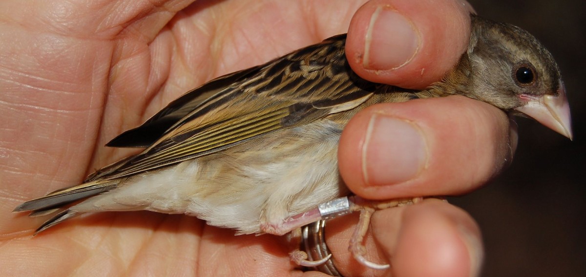 Red-billed Quelea - Dieter Oschadleus