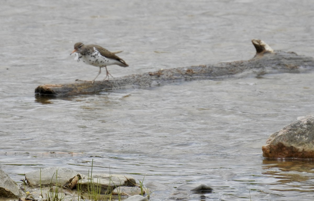 Spotted Sandpiper - ML637320181