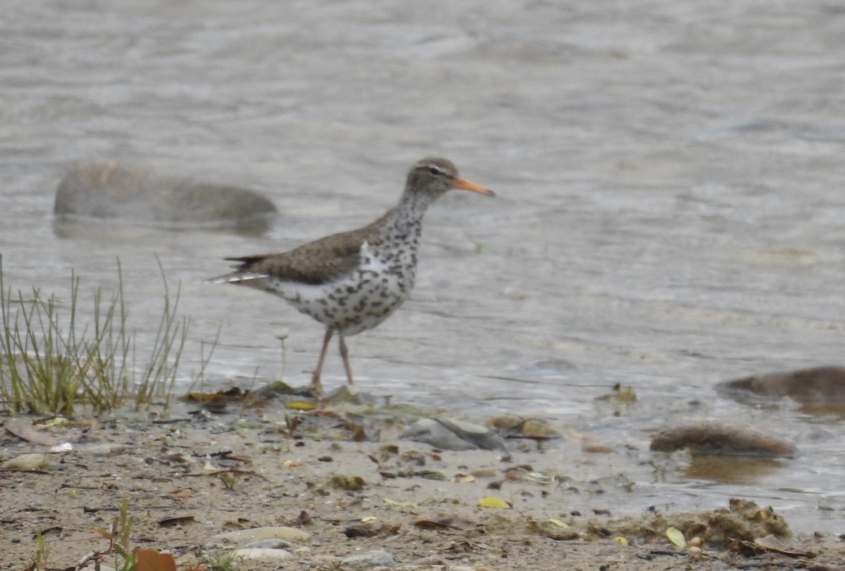Spotted Sandpiper - ML637320182