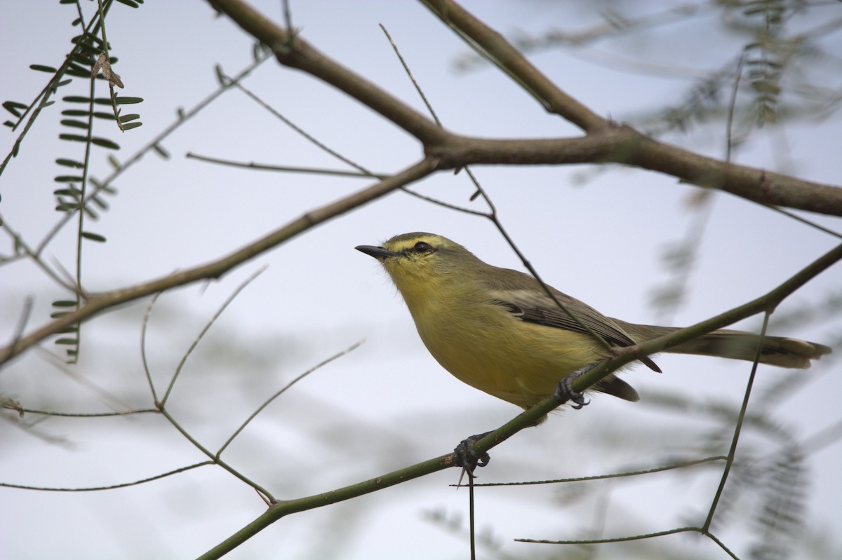 Greater Wagtail-Tyrant - ML637320183