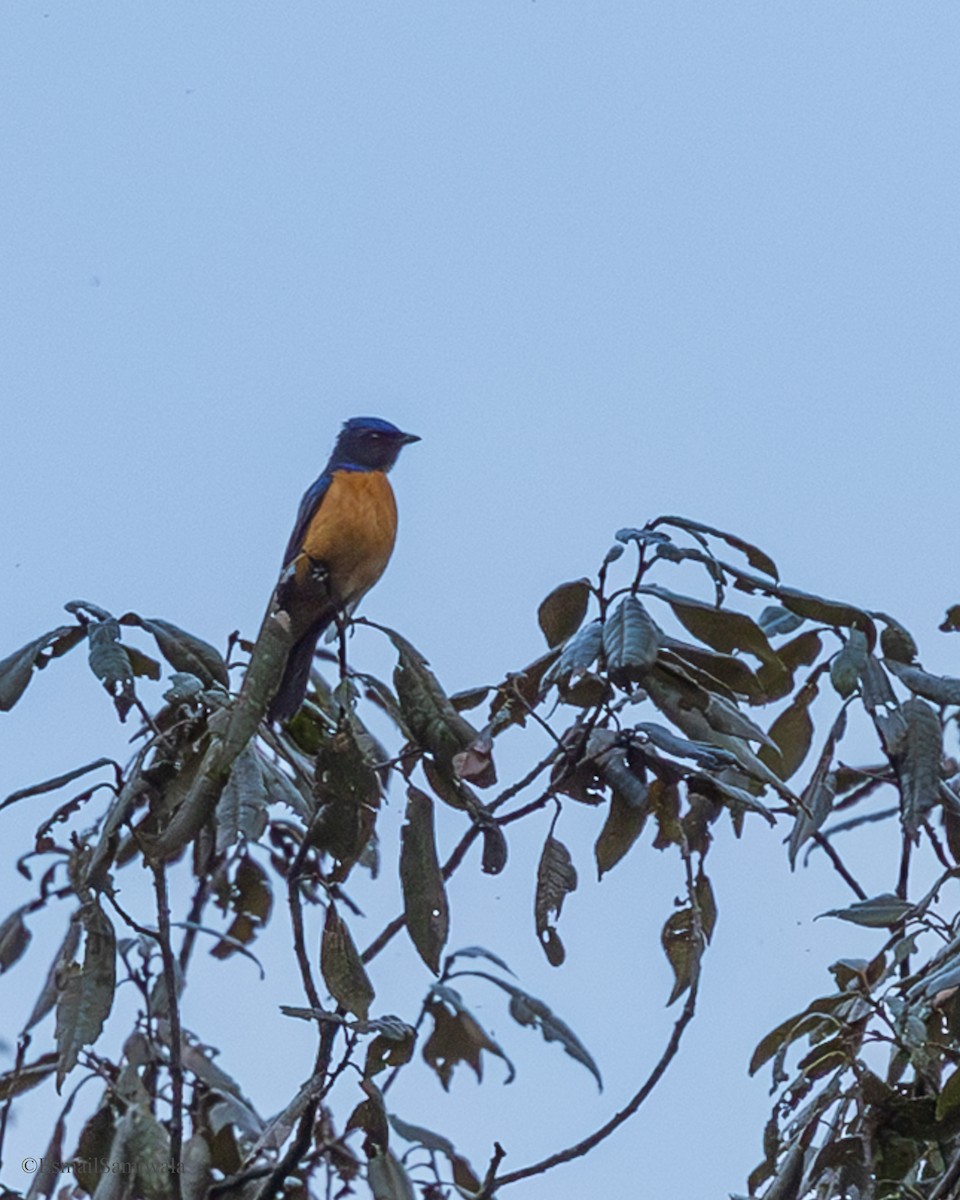 Chinese Vivid Niltava - ML637320191