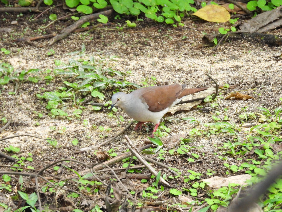 Pallid Dove - ML637320219