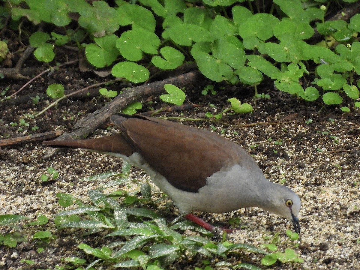 Pallid Dove - ML637320220