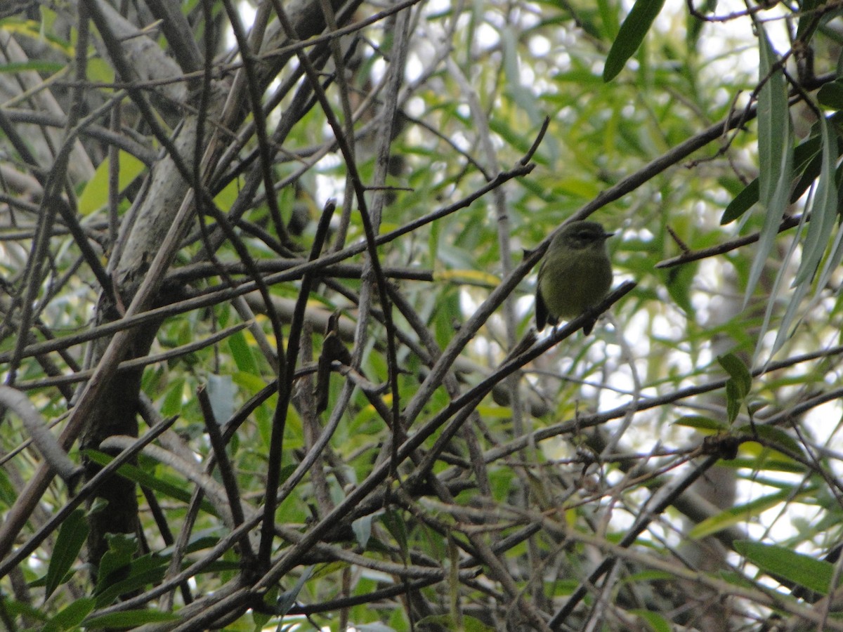 Mottle-cheeked Tyrannulet - ML637320231