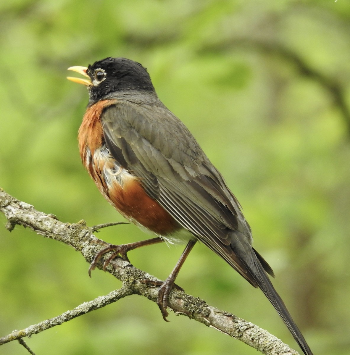 American Robin - ML637320278
