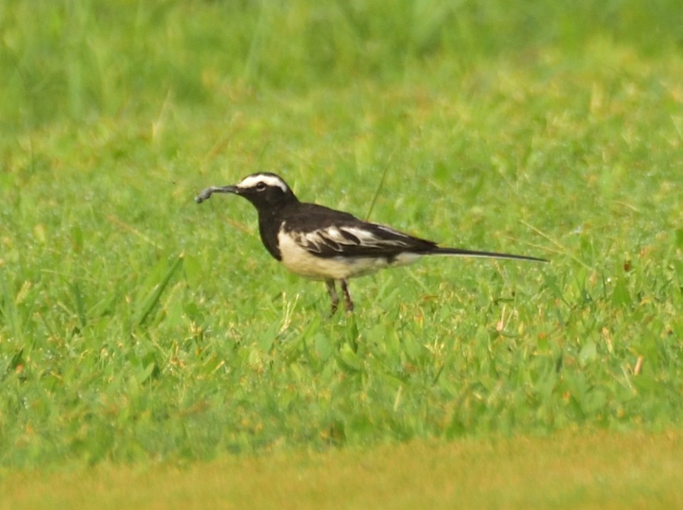 White-browed Wagtail - ML637320339