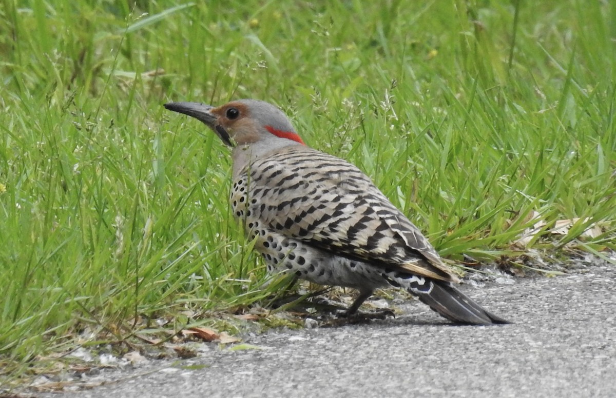 Northern Flicker (Yellow-shafted) - ML637320378