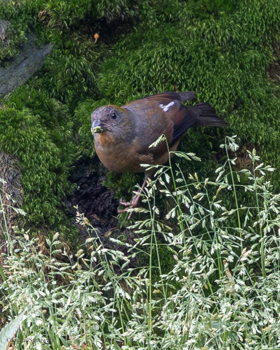 Gold-naped Finch - ML637320474