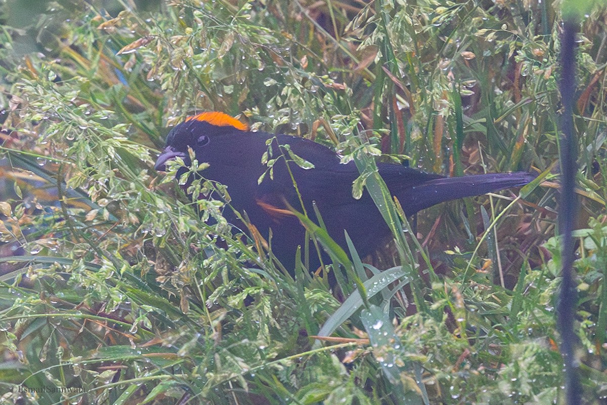 Gold-naped Finch - ML637320476