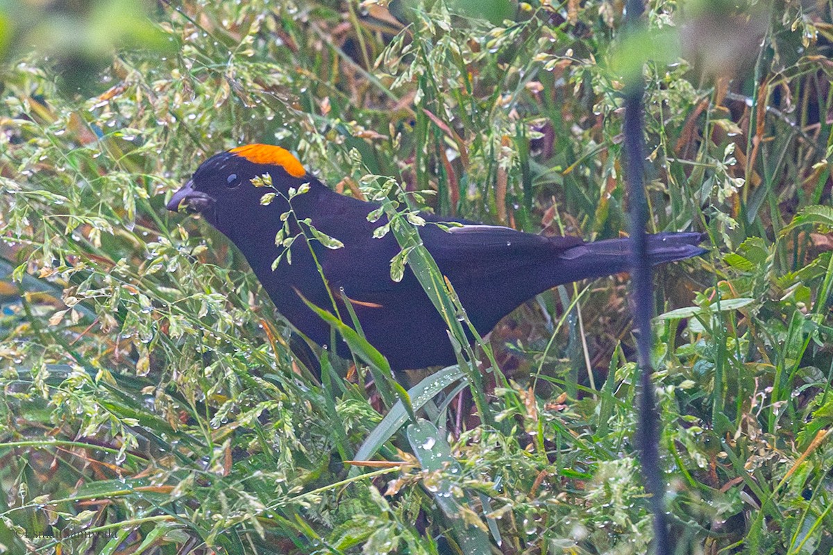 Gold-naped Finch - ML637320477