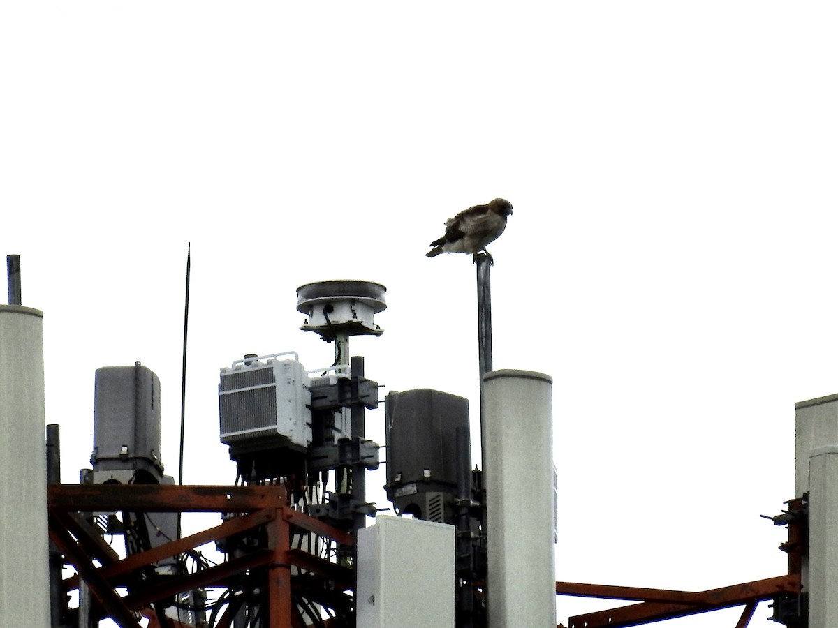 Red-shouldered Hawk - ML637320626