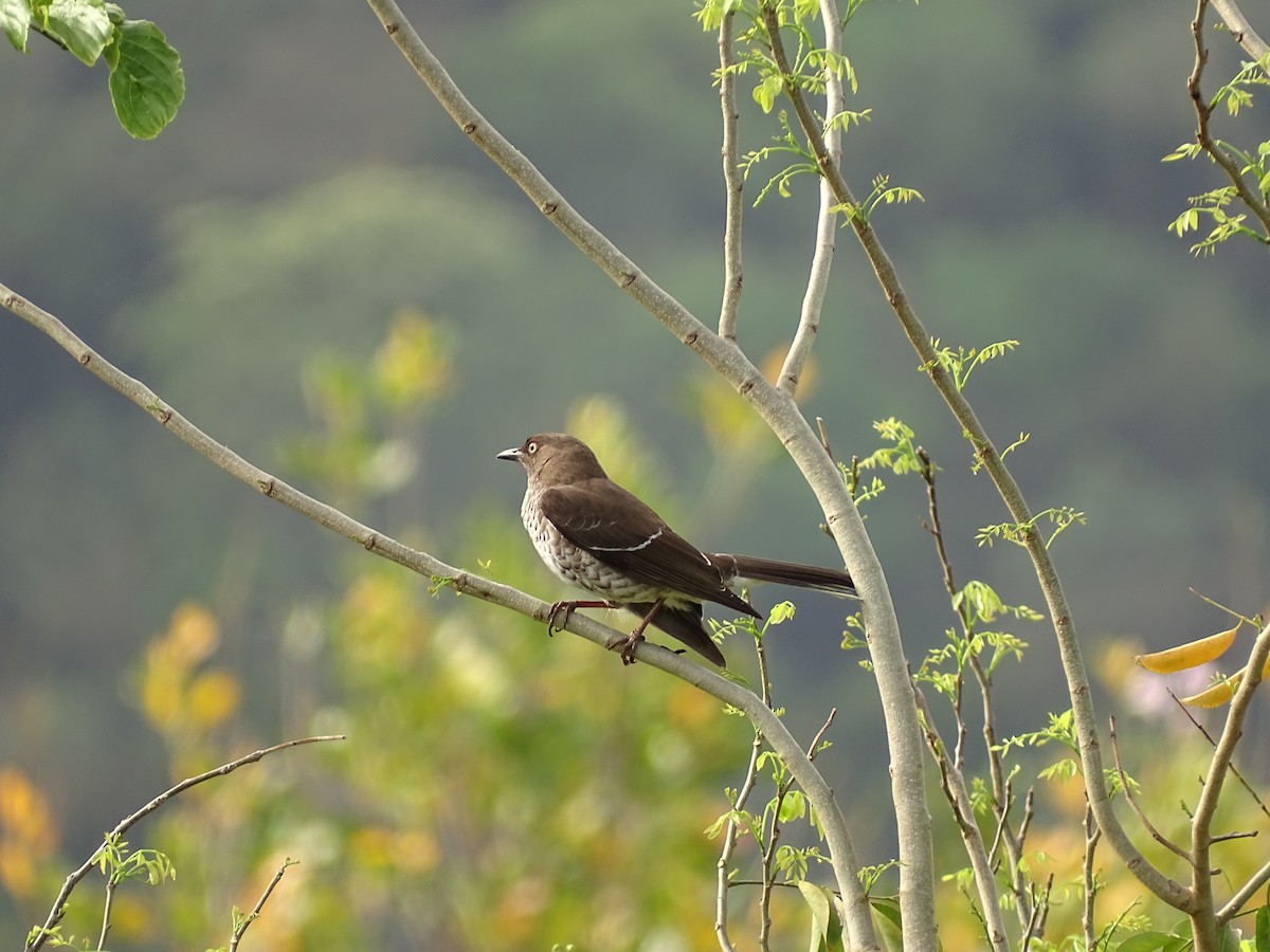 Scaly-breasted Thrasher - ML637320670