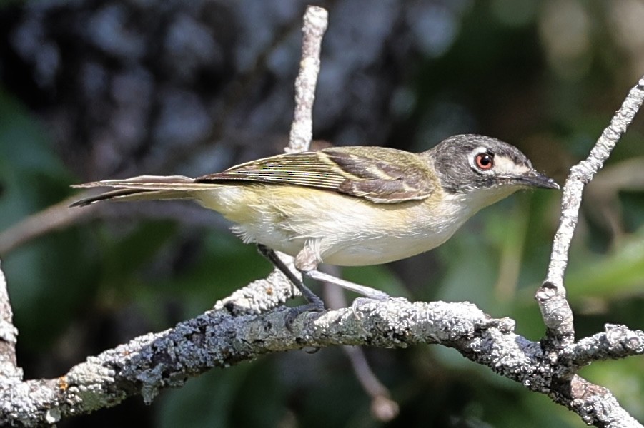 Black-capped Vireo - ML637320698